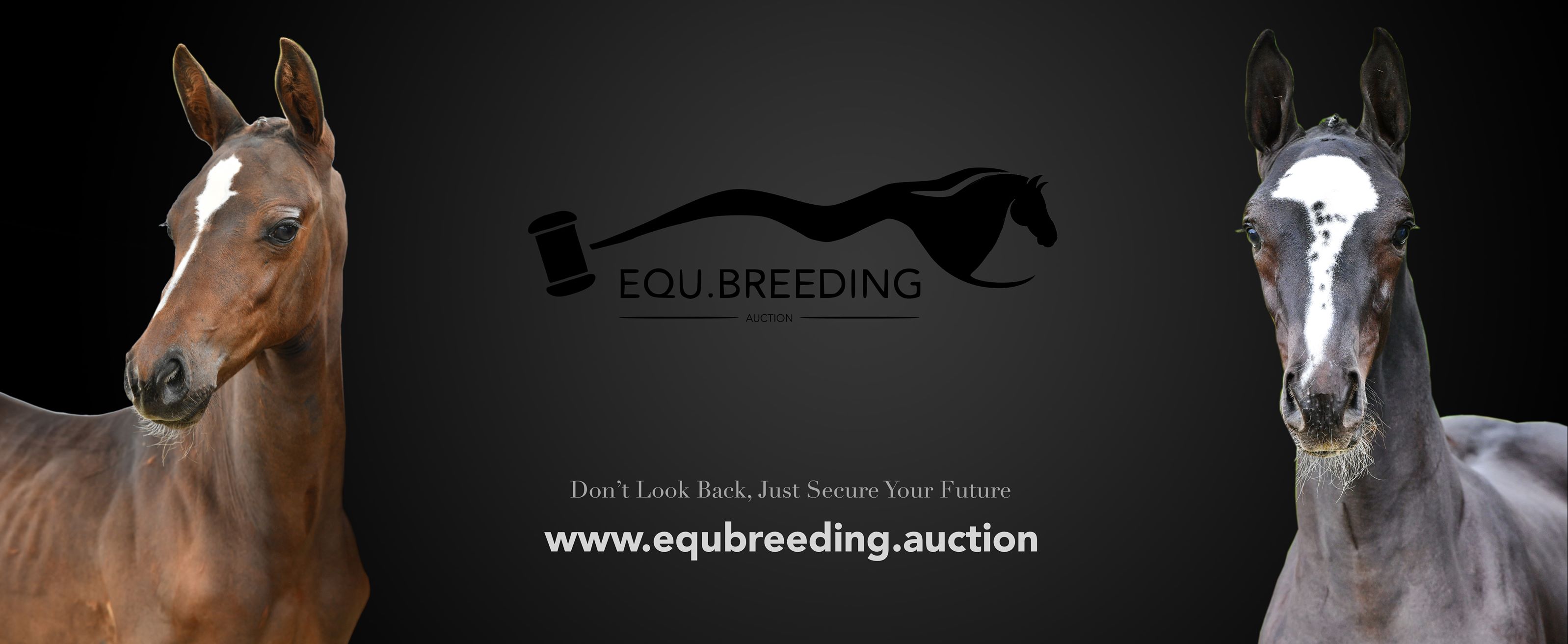 equestrian auctions uk